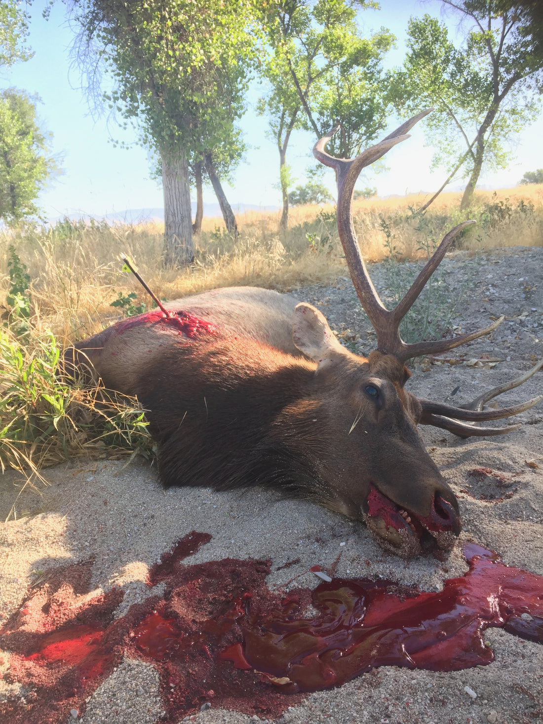Central Coast Tule Elk