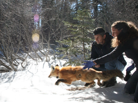 Elusive Sierra Nevada Red Fox Captured in Tehama County