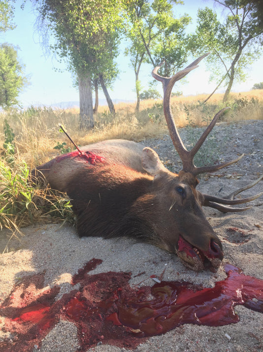 Central Coast Tule Elk