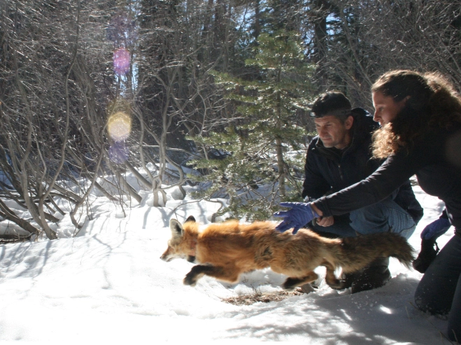 Elusive Sierra Nevada Red Fox Captured in Tehama County